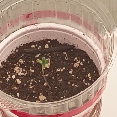 TentPlantLightFan — seedling_rooting, day 6