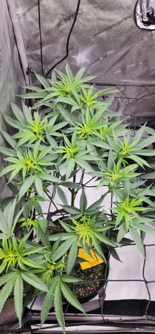 First clones (Dr nefario)  — flower, day 34