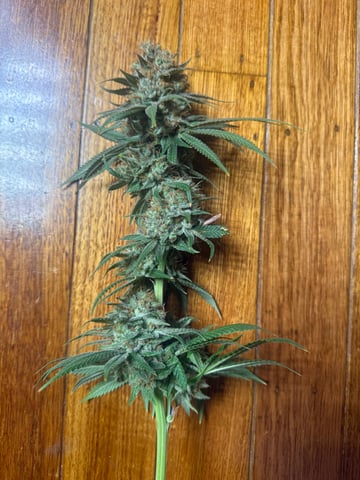 Another hard start! — harvest, day 105