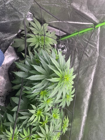 My First Four — vegetative, day 52