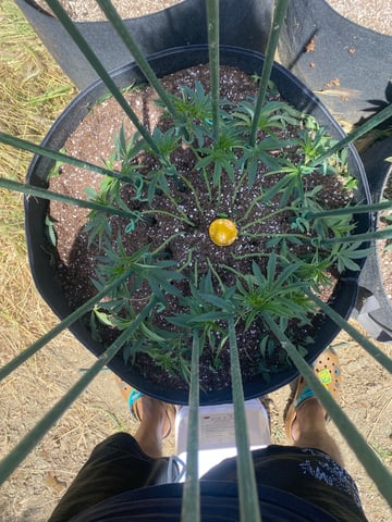 Solfire Gardens Grow — vegetative, day 79