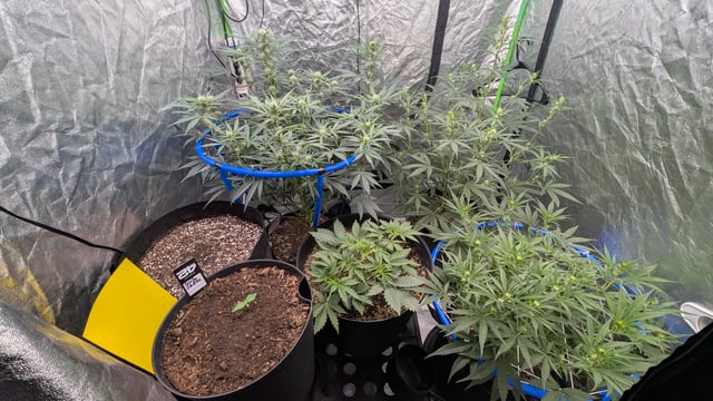 Mixed Grow — grow_setup, day 47