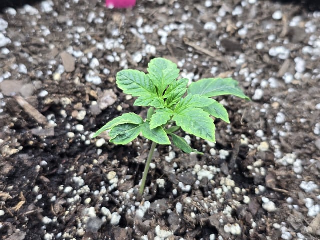 Autos AGAIN — vegetative, day 14