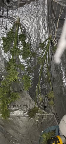 Watermelon Auto — harvest, day 90
