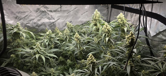 strawberry guava bx — flower, day 12