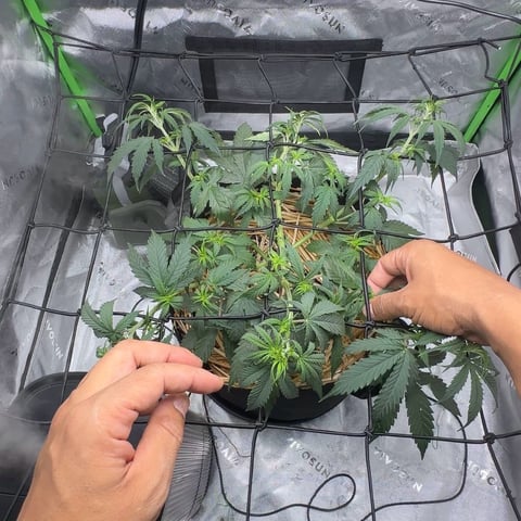 Pine (Auto) 2025 - 0 — flower, day 41