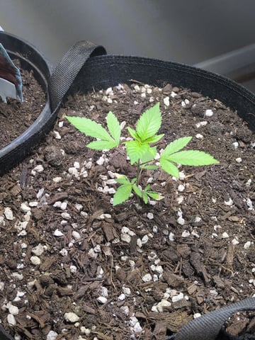 Audrey III — vegetative, day 42