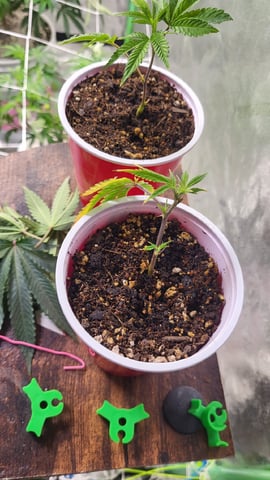 2x2x4 — seedling_rooting, day 16