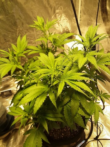 Gorilla Cookies Auto — vegetative, day 45