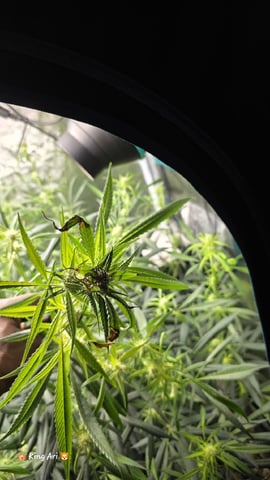 Slightly Stoopid Fruits  — flower, day 22