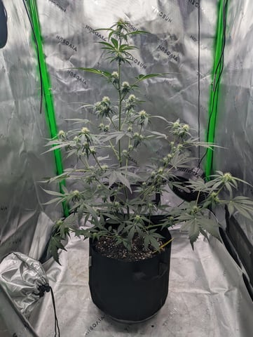 First Grow — flower, day 43