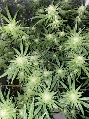 75x60  x 4 Gens — flower, day 55