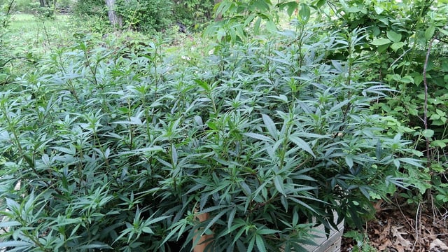 Here We Go Again 😎, This Should Be Good. 🤞👁️👁🤞 — vegetative, day 57