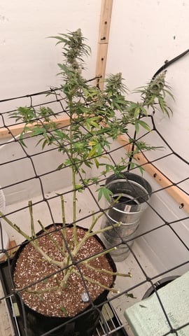 Round 2 — done, day 61