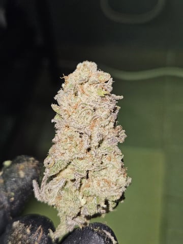 Double Trouble  — done, day 114