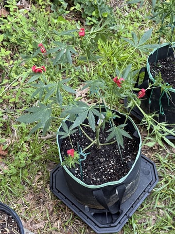 Indoor & Outdoor Grow 6 — flower, day 36