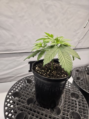 Zoap & Mimosa x OrangePunch — vegetative, day 29