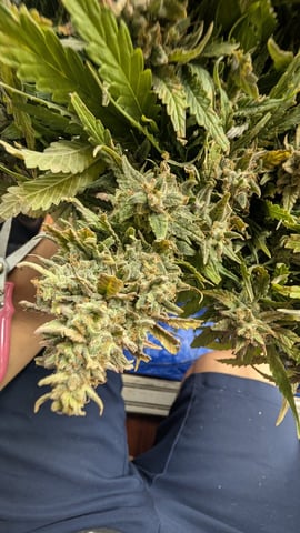 Quick Auto Summer Grow — harvest, day 74