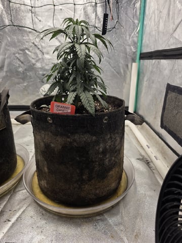 Granny Candy and PLCG — vegetative, day 45