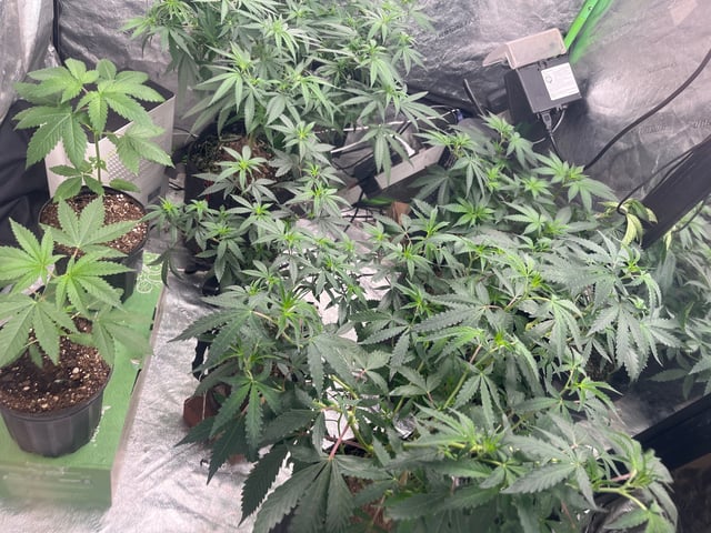 Fruity Pebbles  — vegetative, day 27