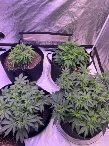 Indoor Grow  — vegetative, day 11