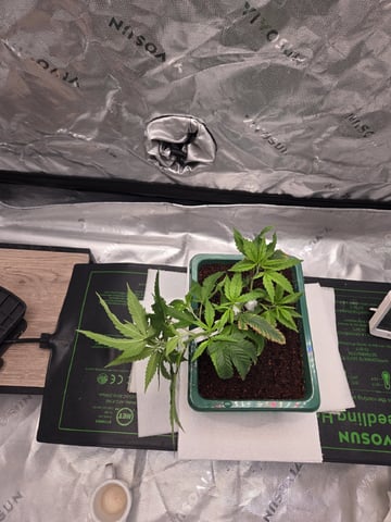 Funk Mtn (Mother) — vegetative, day 18