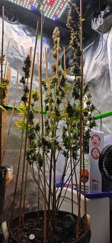 Here We Grow... — flower, day 106