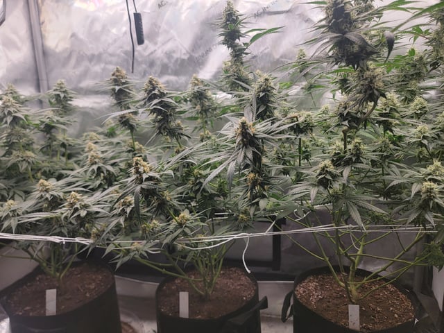 my first grow — flower, day 83