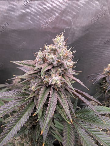 Exotic Genetix Donut Holes & Holiday Special 2025 — flower, day 51