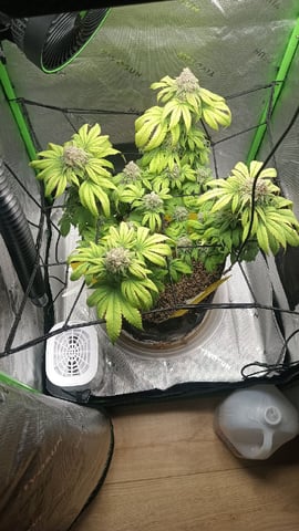 Critical Purple Kush — flower, day 138