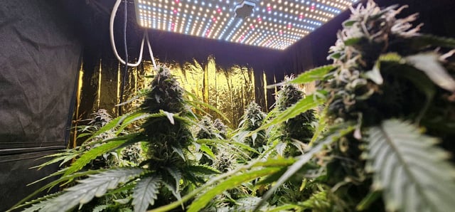 skywalker haze — grow_setup, day 78