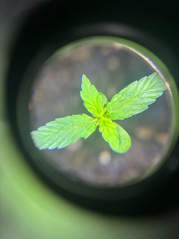 banana x Pink runtz — vegetative, day 25