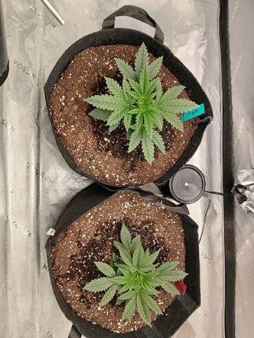 fruity pebbles, cap junky — vegetative, day 33