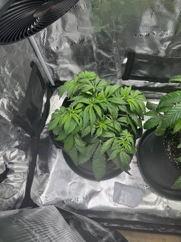 wedding cake auto FIRST GROW! — flower, day 30