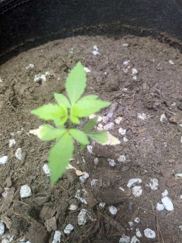 Audrey III — vegetative, day 33