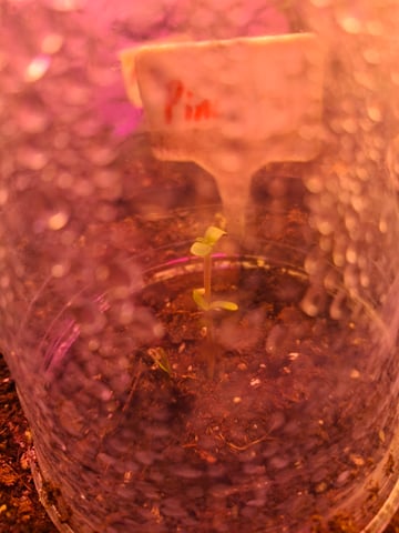 Ak-47 (Fast Verison) and pine Auto  — seedling_rooting, day 8