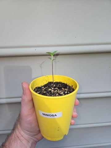 Outdoor Auto's (3rd Set) — seedling_rooting, day 1