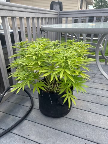 Wedding cake & Indoor Wedding Cake Clones