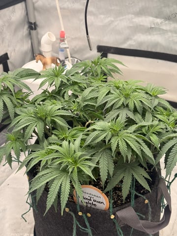 BloodMoon Gelato — flower, day 77