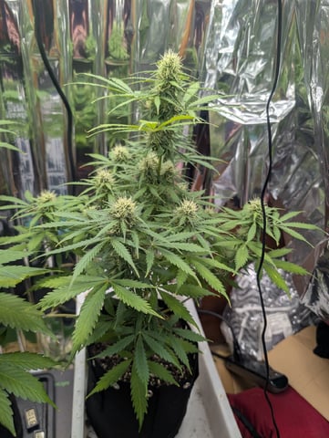 Zkittlez (Auto) — flower, day 69