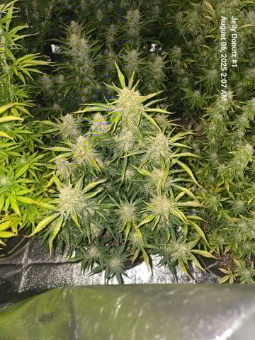 2nd Autoflower Indoor Grow — flower, day 71