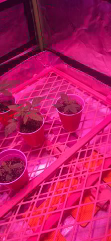 basement grow — seedling_rooting, day 15