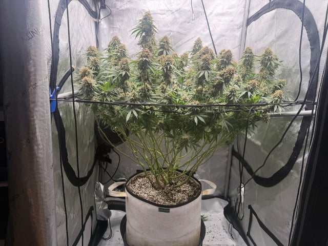 Another hard start! — flower, day 100