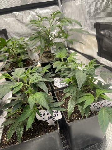 Clones Fat Bastard Clones  — vegetative, day 40