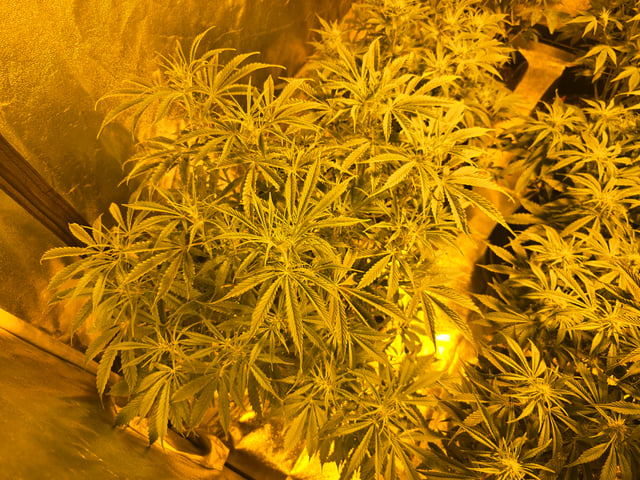 2nd Autoflower Indoor Grow — flower, day 48