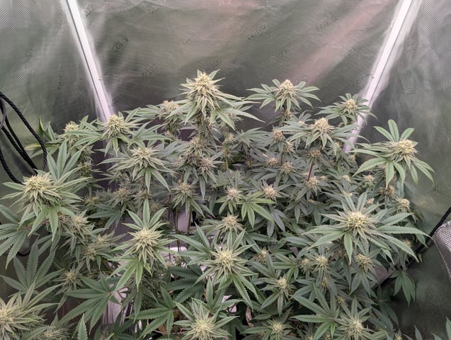 Exotic Genetix Donut Holes & Holiday Special 2025 — flower, day 36