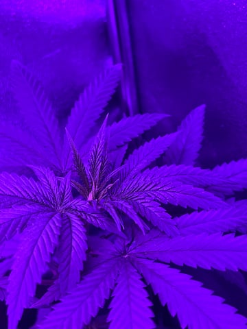 First attempt grow 😶‍🌫️ — vegetative, day 35