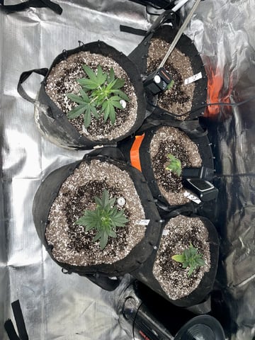 Autos and sour diesel! — vegetative, day 1
