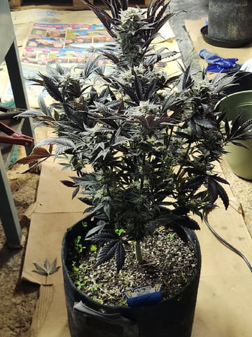 Rings of Saturn & Ghostboosters - Apollo Haze Artisanal Line — harvest, day 82