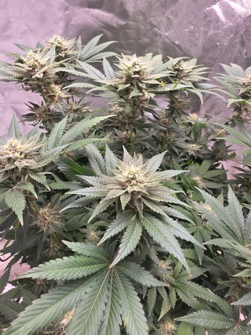 first grow — flower, day 92